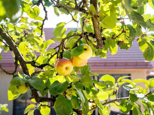 Apfelbaum im Spätsommer