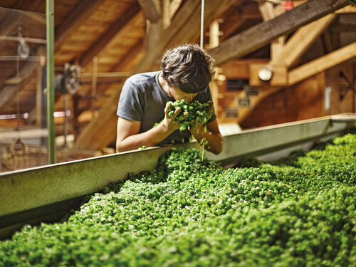 Berg Brauerei Regionale Hopfen mit Locher