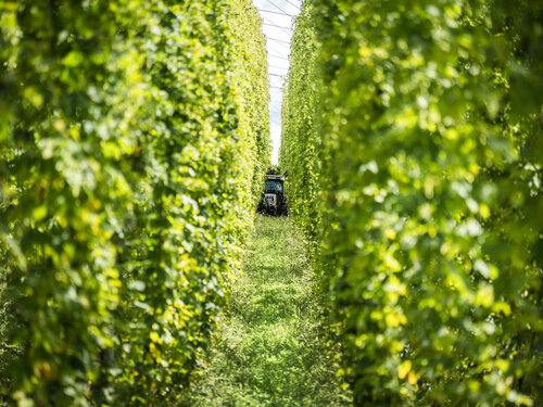 Hopfenernte beim Hopfengut in Tettnang