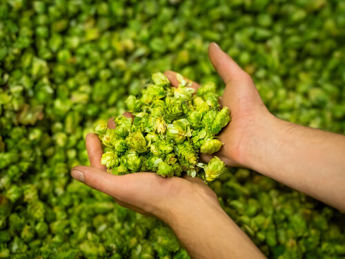 Qualitätsprüfung des Hopfens