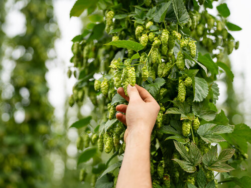 Begutachtung des Hopfens
