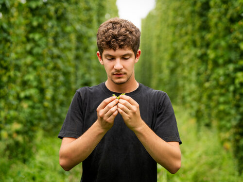 Berg Azubi bei der Hopfenernte